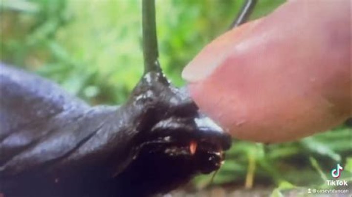 Can slugs bite you?
