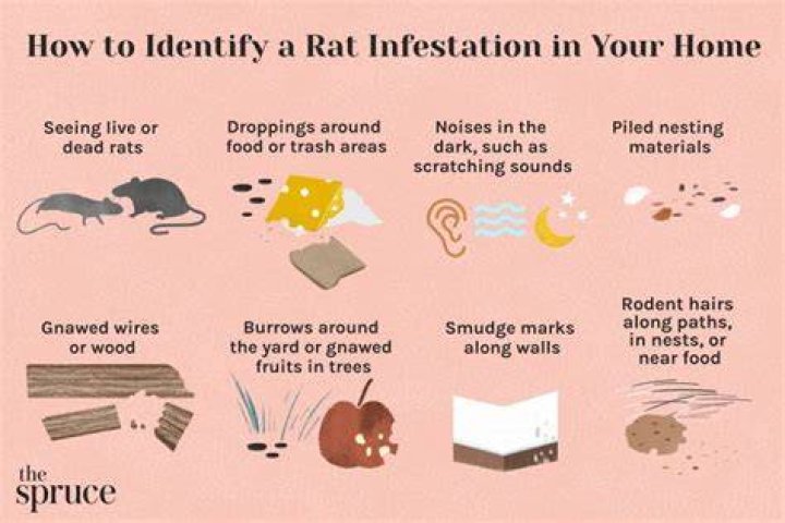 Can you have only one rat in your house?