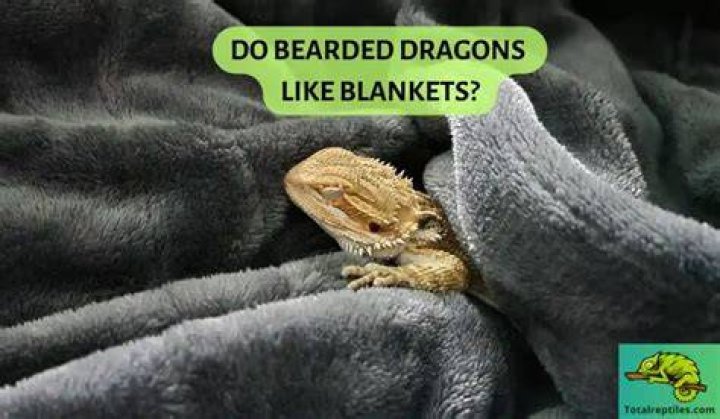 Do bearded dragons like blankets?