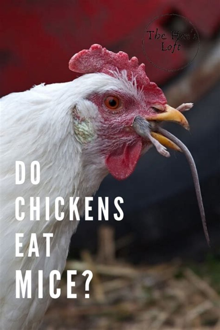 Do chickens eat mice?