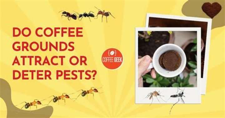 Do used coffee grounds attract bugs?
