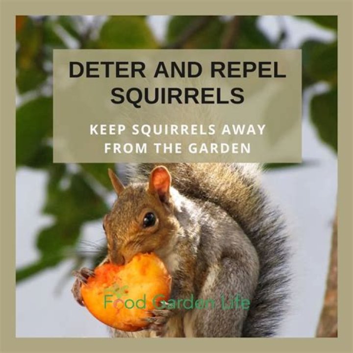 Does black pepper keep squirrels away?