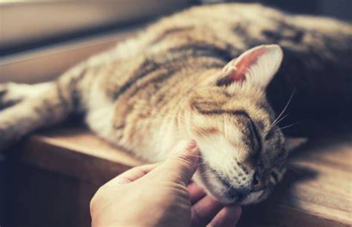 Does moving traumatize cats?