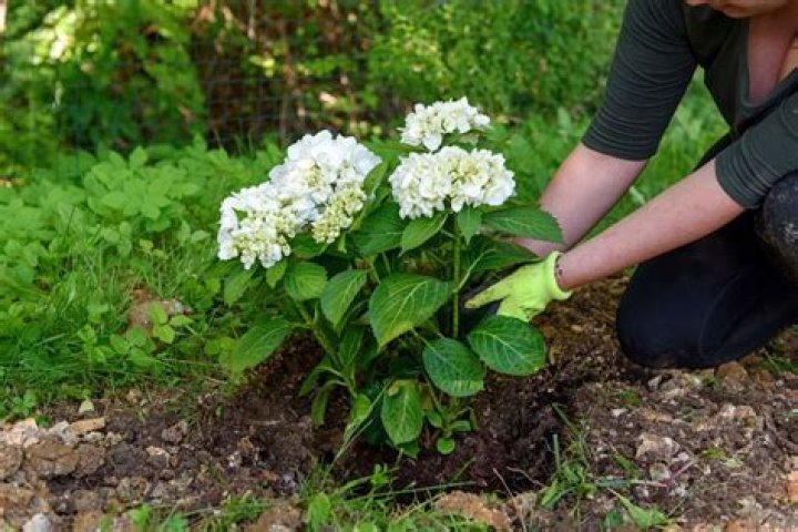 How do I grow a pretty hydrangea?