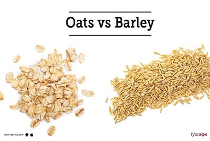 Is barley and oats same?