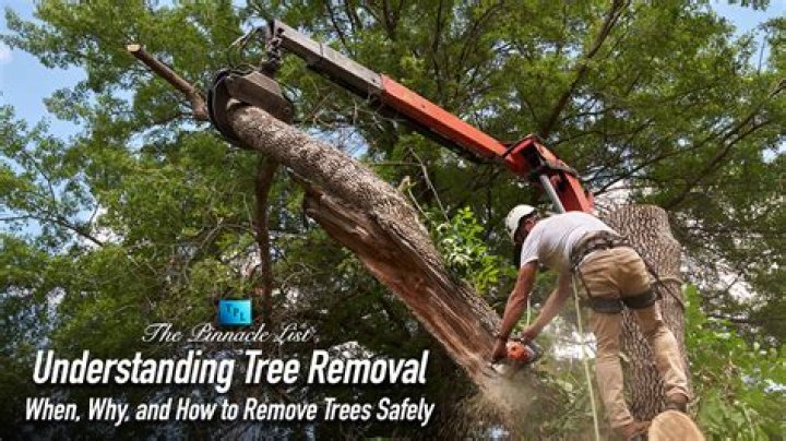Should I remove trees next to house?