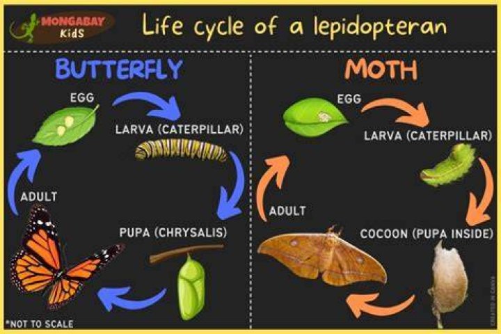 What evolves into a butterfly?