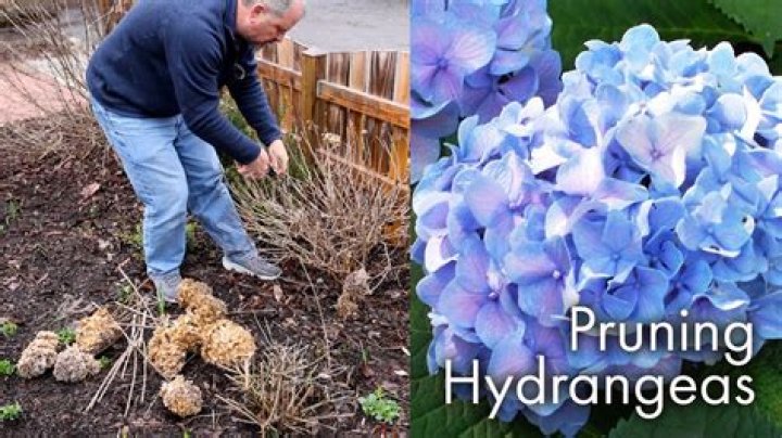 When should hydrangeas be cut back?