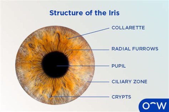 Why does Iris suppress Nora's powers?